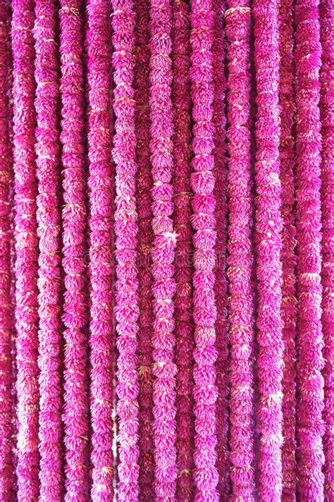 Pink Globe Amaranth Beauty Flower Background Stock Image Image Of