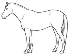 11 Best Images of Horse Anatomy Blank Worksheet - Sacrum and Coccyx