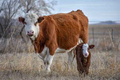 Simmental Cow Calf Pair Photograph By Riley Bradford Pixels
