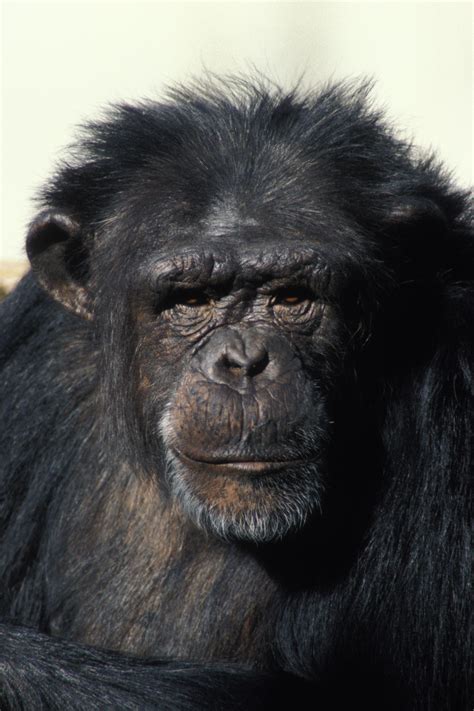 Chimpanzee Oregon Zoo