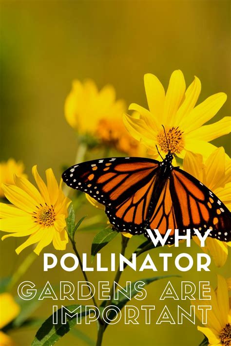 Why Are Pollinator Gardens Important Outnumbered 3 To 1