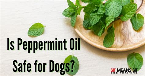 Is Peppermint Oil Safe For Dogs Sit Means Sit South Orange County