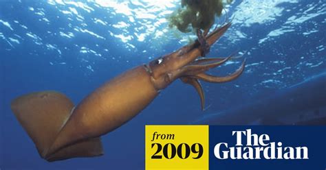 Giant Squid Pictures Giant Squid Found 50 Foot Long Washed Up On