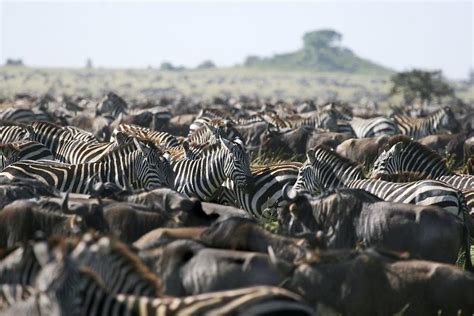 3 Days Serengeti And Ngorongoro Crater Safari Tanzania Safari Tours