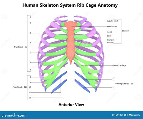 Rib Cage Of Human Skeleton System Anatomy With Detailed Labels Anterior