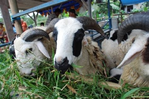Setelah itu, buat telinga dan kakinya, kemudian buat rambutnya dengan menambahkan setengah dari. Cara Ternak Kambing Bagi Pemula Agar Cepat Gemuk | Jasa ...