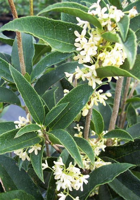Pin By Jessica Lopez On Gardening Osmanthus Fragrans Evergreen