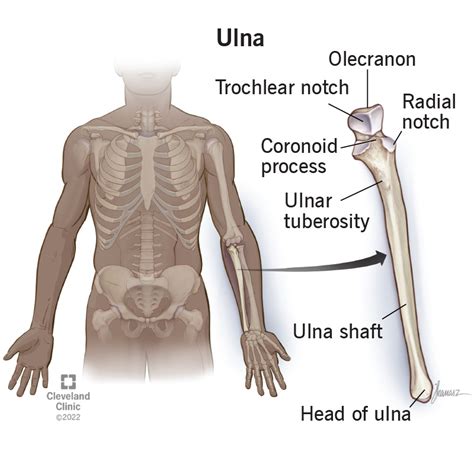 Ulna Definition Location Anatomy Functions Labeled Diagram The Best