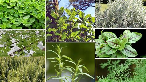 Plantes Et Herbes Aromatiques Notre Guide Complet