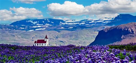 Beautiful Icelandic Mountain Valley Field Purple Lupin Blooming