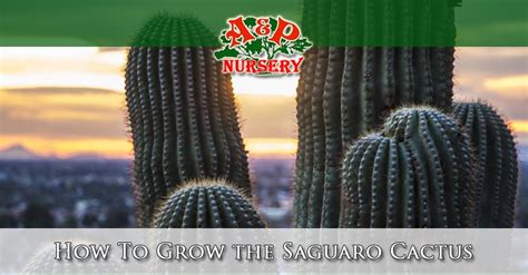 These needles filter the sunlight, just like blinds on your windows. Gardening In Arizona Archives - A&P Nursery