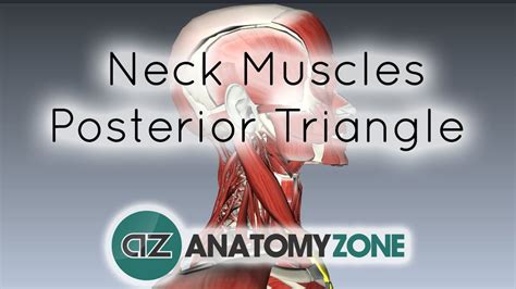 Muscles Of The Neck Posterior Triangle Prevertebral And Lateral Muscles D Models Video