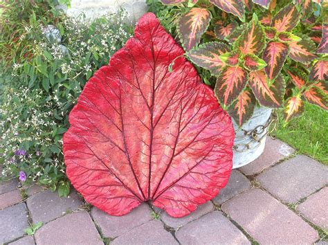 Concrete Rhubarb Leaf Bright Red And Yellow Centre Beautiful Fruit