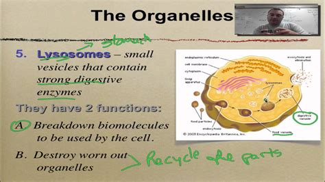 Check spelling or type a new query. Chapter 7 Part 6- Golgi, Lysosomes & Vacuoles - YouTube