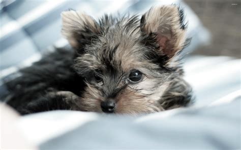 Yorkshire Terrier Puppies Wallpaper