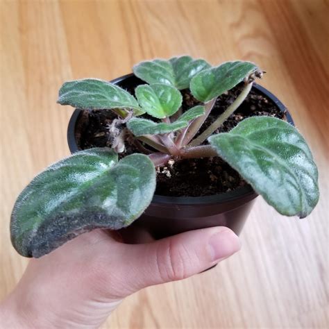 African Violet Leaves