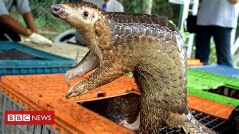Live coronavirus updates and today's latest lockdown rules across the uk. Coronavirus: Pangolins found to carry related strains ...