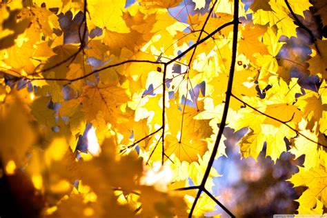 Maple Yellow Leaves Wallpaper 1440x960 30978