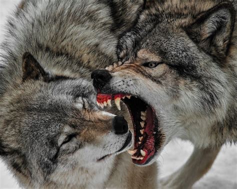 Montana Wolf Hunting Is Back On, District Judge Says