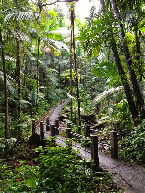 What To Do In Puerto Rico El Yunque Rainforest Waterfalls