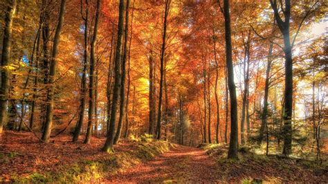 Autumn Forest Path Image Abyss