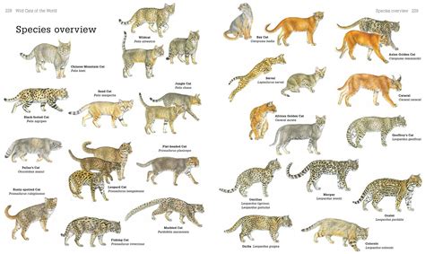 Secrets Of The Worlds 38 Species Of Wild Cats Types Of Wild Cats
