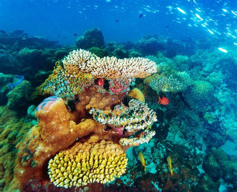 Beautiful Marine Life Stock Image Image Of Diving Nature 40712365