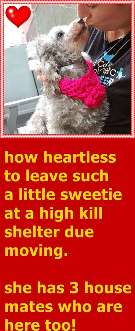 Give us a call or stop in today and let us help you and your furry friend heal! Pet Emergency Center Near Me - Pets Ideas
