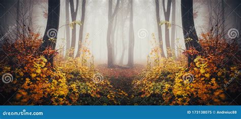 Surreal Autumn Forest With Fog And Beautiful Colors Stock Image Image