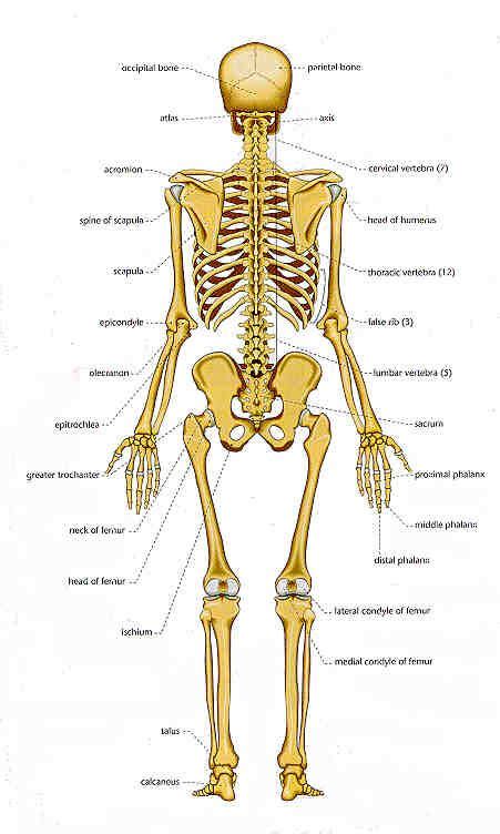 It is hard but easily broken and is…. bones | Chart of Human Bones: Rear View | Forensic ...