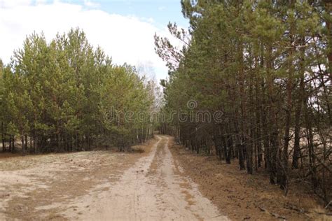 Dirt Road In A Pine Forest Forest Road Forest Landscape With Small