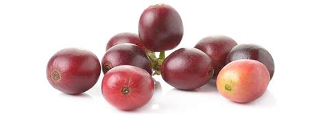 What Is A Coffee Cherry The Fruit That Gives Us Coffee