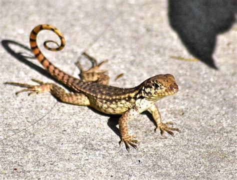 Northern Curly Tailed Lizard Wild South Florida Lizard North