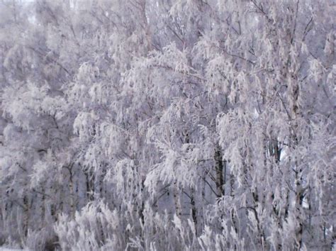 Trees In Hoarfrost Winter Landscape Snow Covered Trees Stock Photo