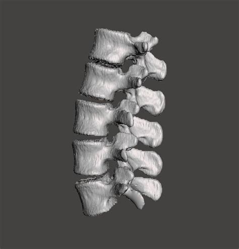 Lumbar Spine Male 3d Model Cgtrader