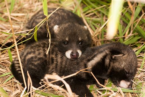 African Civet Facts Critterfacts