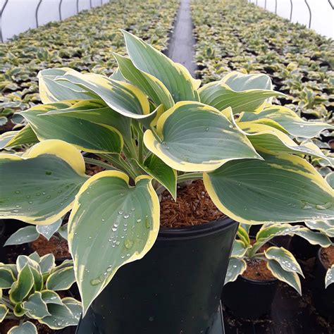 First Frost Hosta Grown By Overdevest