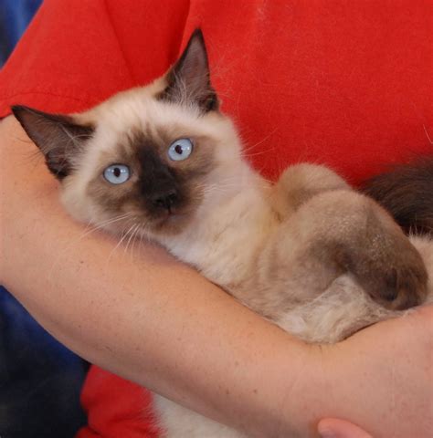 These cats are available for adoption from the aspca adoption center at 424 e. Aladdin, an adorable Siamese kitten for adoption. What are ...