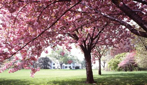 Trees That Blossom Pink Flowers Pic Slobberknocker