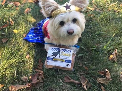 Wonder Dog Our 1st Doggy Halloween Costume Contest Winner Costume