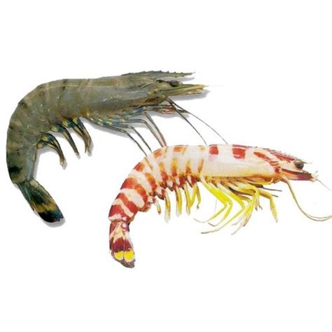 Black Tiger Prawn Flower Prawn At Best Price In New Delhi Finandez