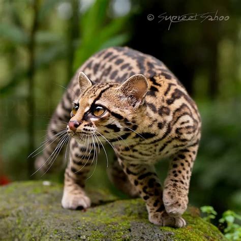30 Beautiful Animals That I Found In Costa Rica In 2020 Small Wild