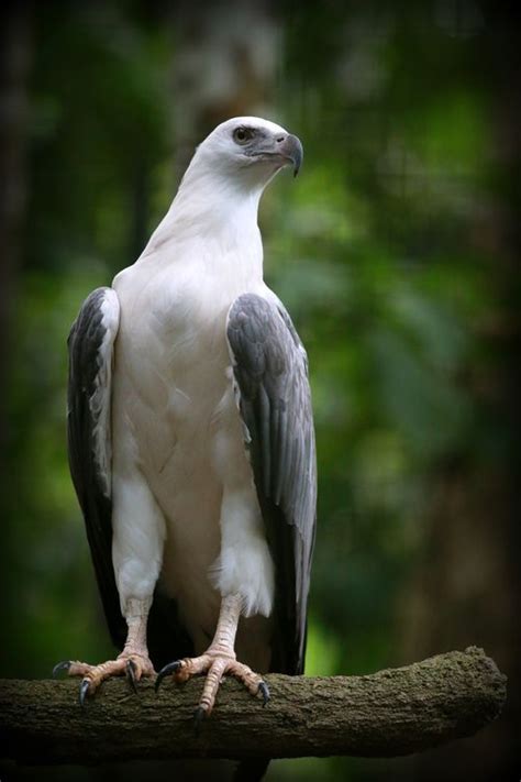 White Bellied Sea Eagle Haliaeetus Leucogaster Also Known As The