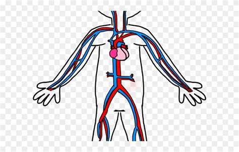 Download Heart Shaped Clipart Circulatory Simple Circulatory System Diagram Png Download
