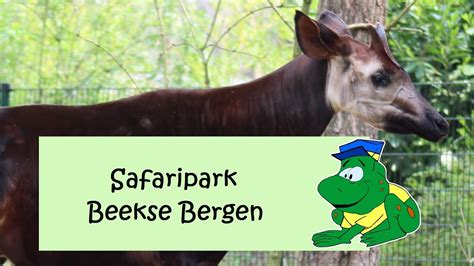 When you visit safaripark beekse bergen, you will definitely want to watch the animals get fed. Safaripark Beekse Bergen, 2019 - YouTube