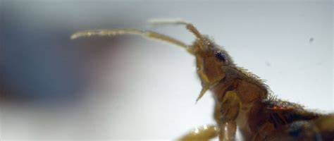 Florious living bed bug and dust mite killer from fitnate. Ladykillers: Pest Detectives - KEO Films