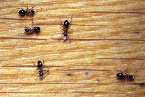 Aus diesem grund gelten ameisen im garten als eine art natürliche abwehr gegen verschiedene schädlinge. Ameisen im Garten bekämpfen - bewährte Hausmittel und ...