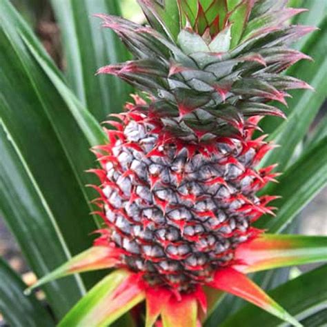 Florida Special Pineapple Pineapple Plants For Sale