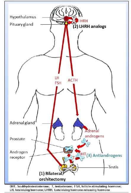 Mechanisms Of Action Of Androgen Deprivation Therapy ADT For Blockage Download Scientific