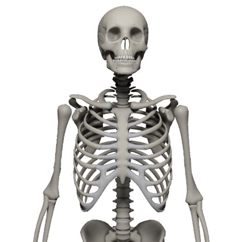 Skeleton Png Transparent Image Download Size 500x500px